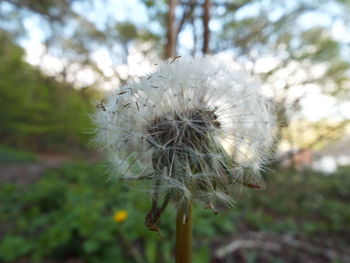 Close-up of dandelion flower