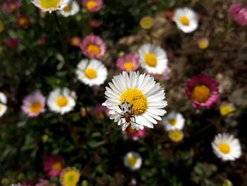 Close-up of white daisy flowers