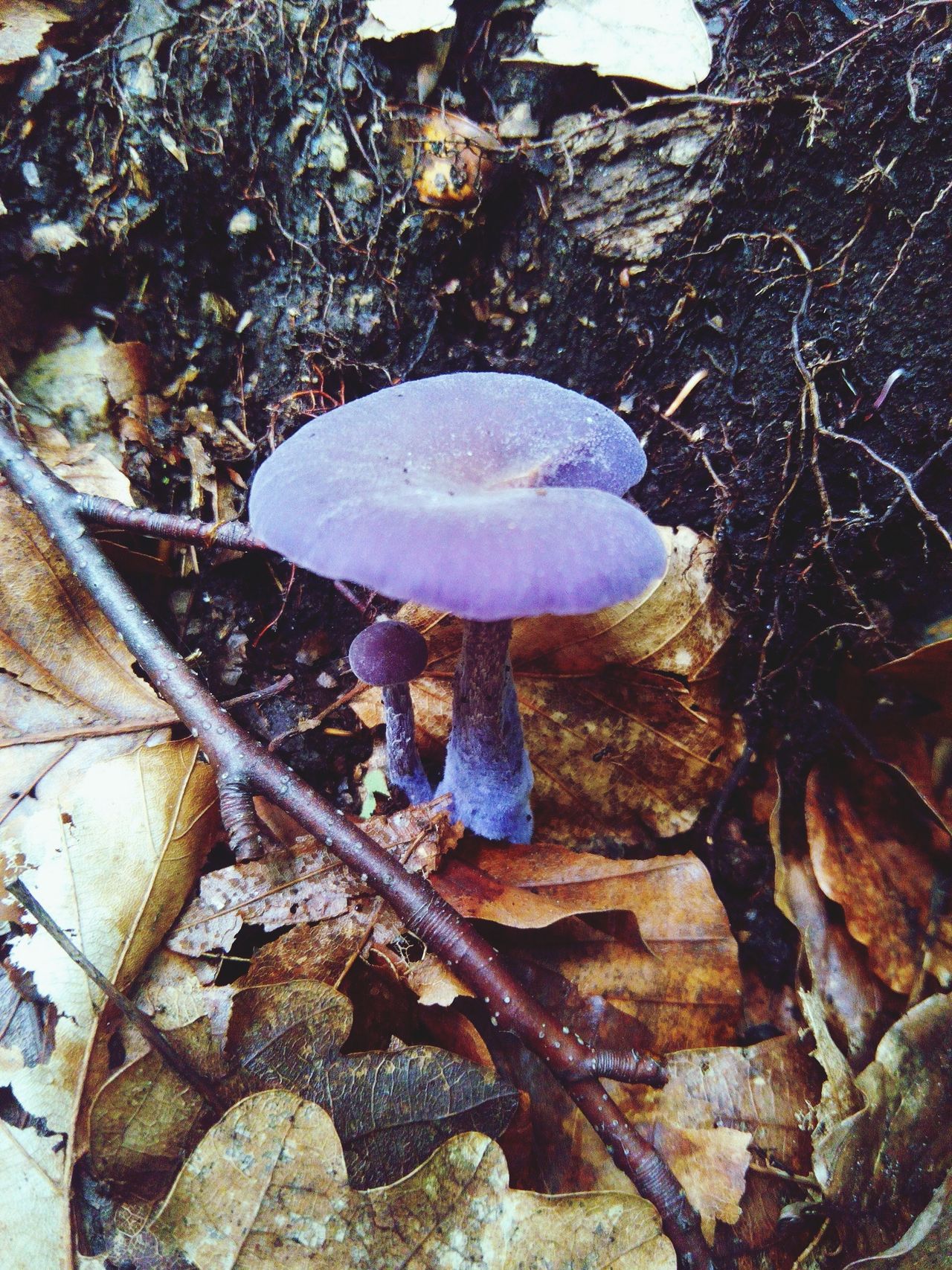 Funny mushrooms