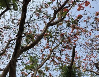 Low angle view of flowering tree against sky
