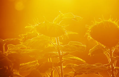 Close-up of yellow flowering plant