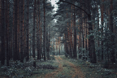 Trees in forest