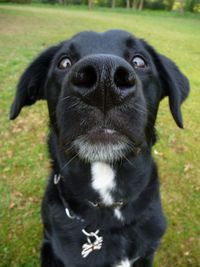 Close-up portrait of black dog on field