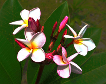 High angle view of frangipani blooming outdoors