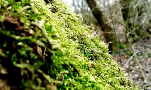 Close-up of tree trunk in forest