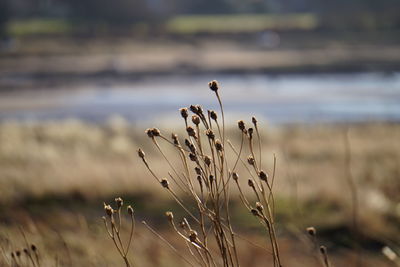 Close-up of dry flowers