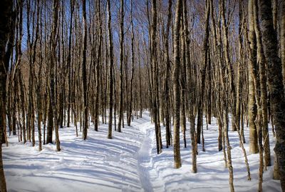 Pine trees in forest during winter