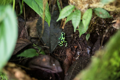 Close-up of leaves on tree trunk
