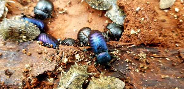 Close-up of insect on rock