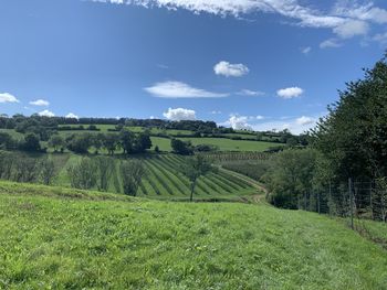 Scenic view of agricultural field against sky
