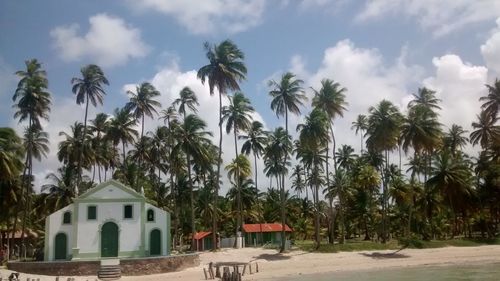 Palm trees on beach against sky