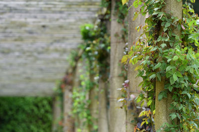 Close-up of ivy growing on tree trunk