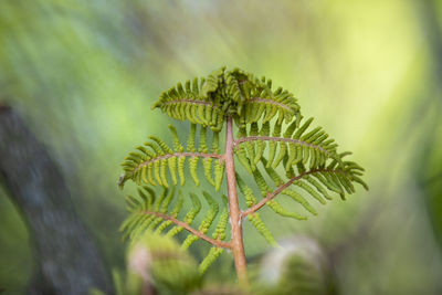 Close-up of fern leaves