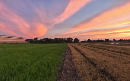 Scenic view of field against sky during sunset