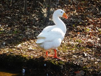 Close-up of white bird perching on water