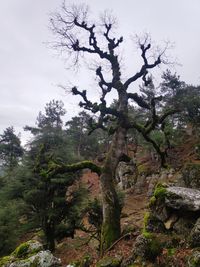 Low angle view of trees in forest against sky