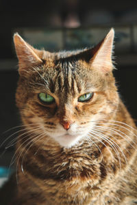 Close-up portrait of a cat