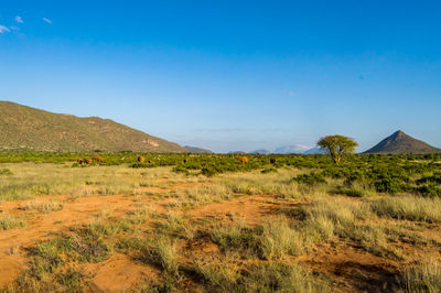 Scenic view of landscape against blue sky during sunny day