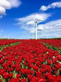 Windmills in tulip field against cloudy sky