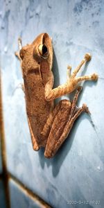 Close-up of lizard on table