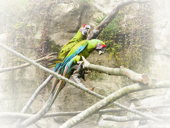 Two birds perching on branch in forest