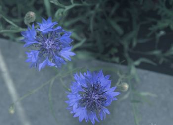 High angle view of purple flowering plant