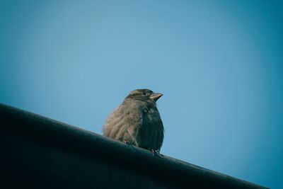 Close-up of bird perching on blue sky