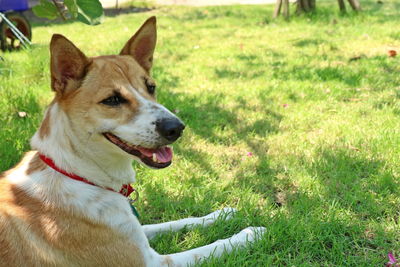 Dog looking away on field