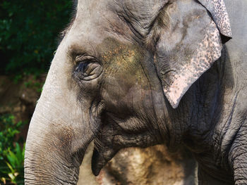 Close-up of elephant side profile