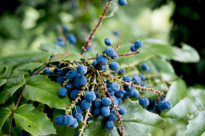 Close-up of blueberries growing on plant