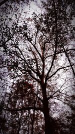 Low angle view of trees against sky