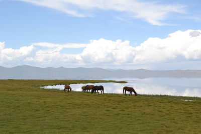 Cows grazing on field against sky