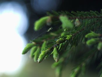 Close-up of plant