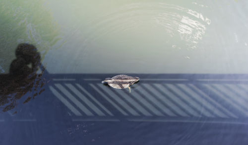 High angle view of swimming in sea