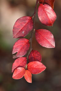 Close-up of red leaves on plant