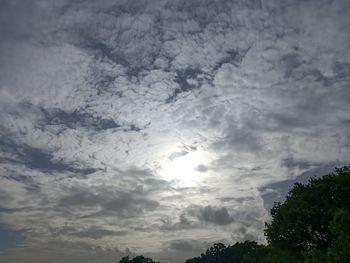 Low angle view of trees against sky