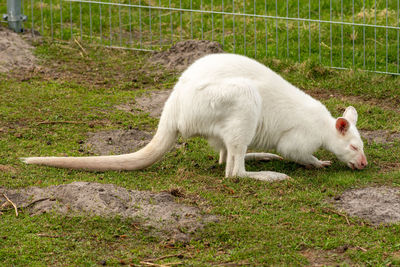 Extremely beautiful rare white albino kangaroo, close up