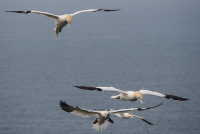 Seagulls flying over water