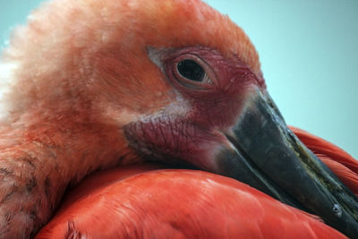 Close-up of bird