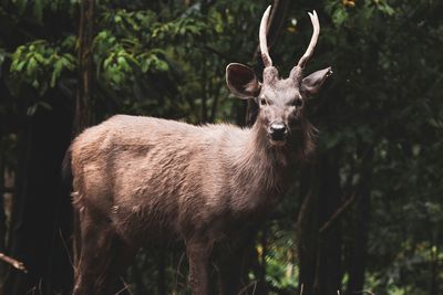 Deer in a forest