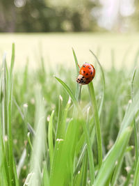 Close-up of ladybug on grass