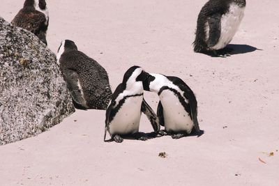 High angle view of two birds on land