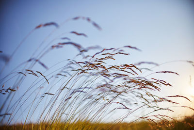 Close-up of stalks against clear sky during sunset