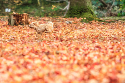 Side view of maltipoo running on fallen autumn leaves at field