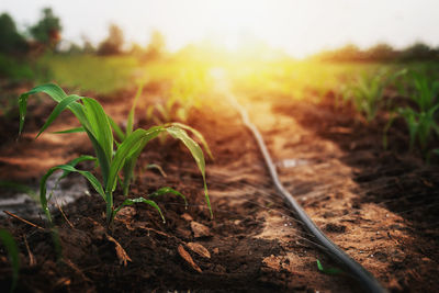 Close-up of crops growing on field