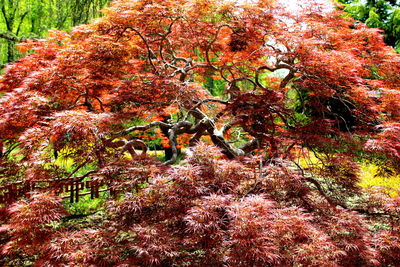 Close-up of plants against trees