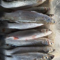 High angle view of fish for sale in market