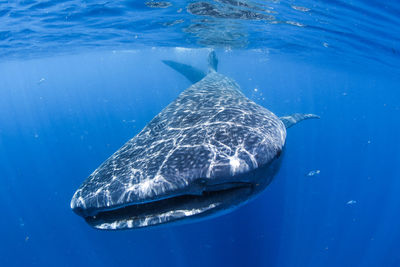 Shark swimming in sea