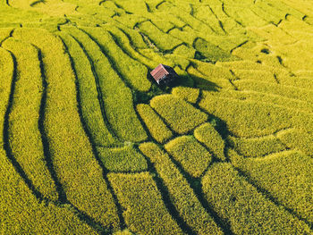 High angle view of corn on land