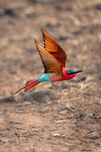 Close-up of bird flying over field